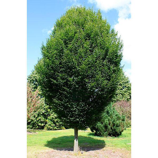 Carpinus Betulus Fastigiata Low Branch - View 18 from www redcrocus com