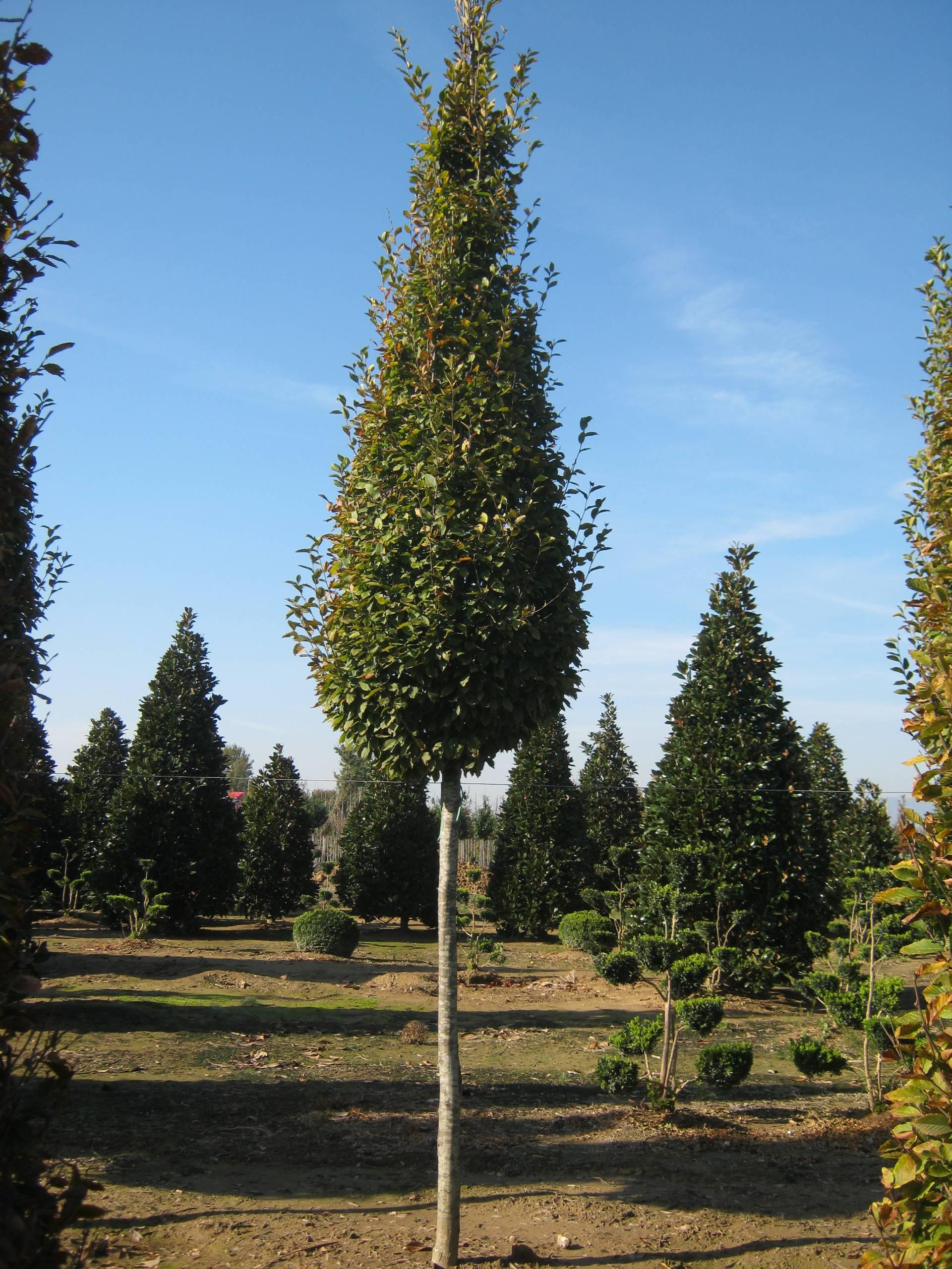 Carpinus Betulus Fastigiata Low Branch - View 3 from www redcrocus com