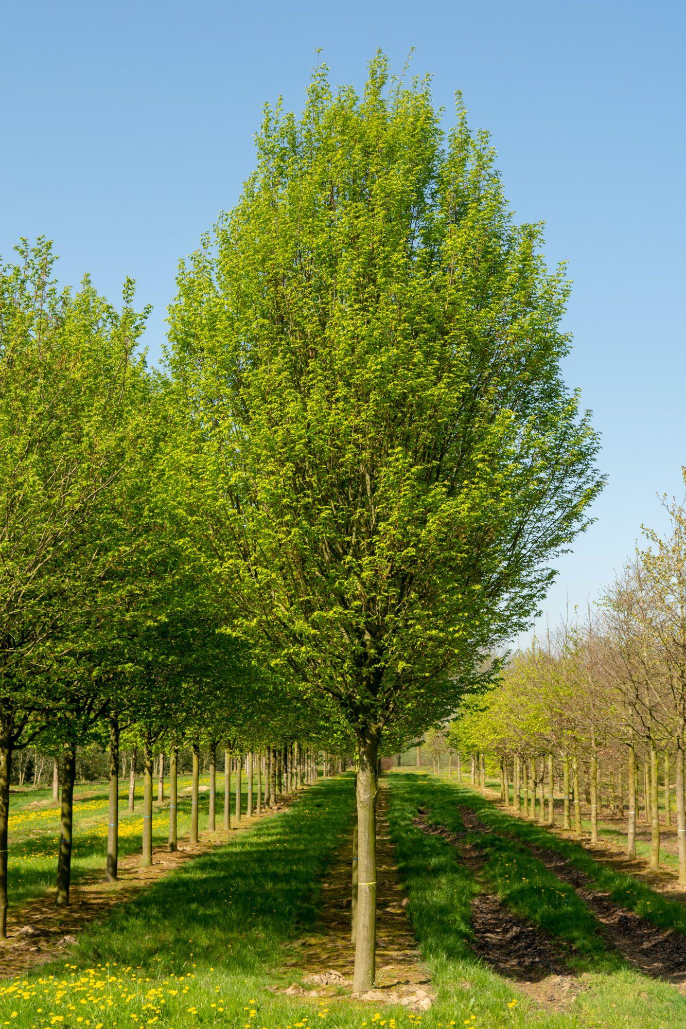 Carpinus Betulus Fastigiata Low Branch - View 4 from www redcrocus com