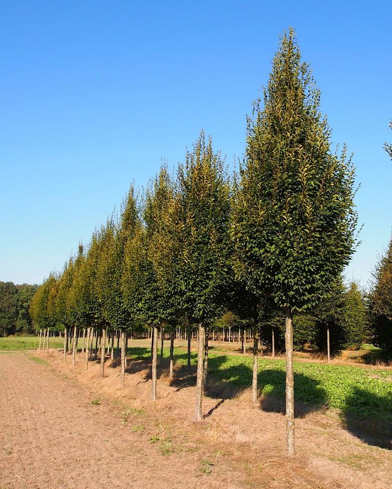 Carpinus Betulus Fastigiata Low Branch - View 5 from www redcrocus com