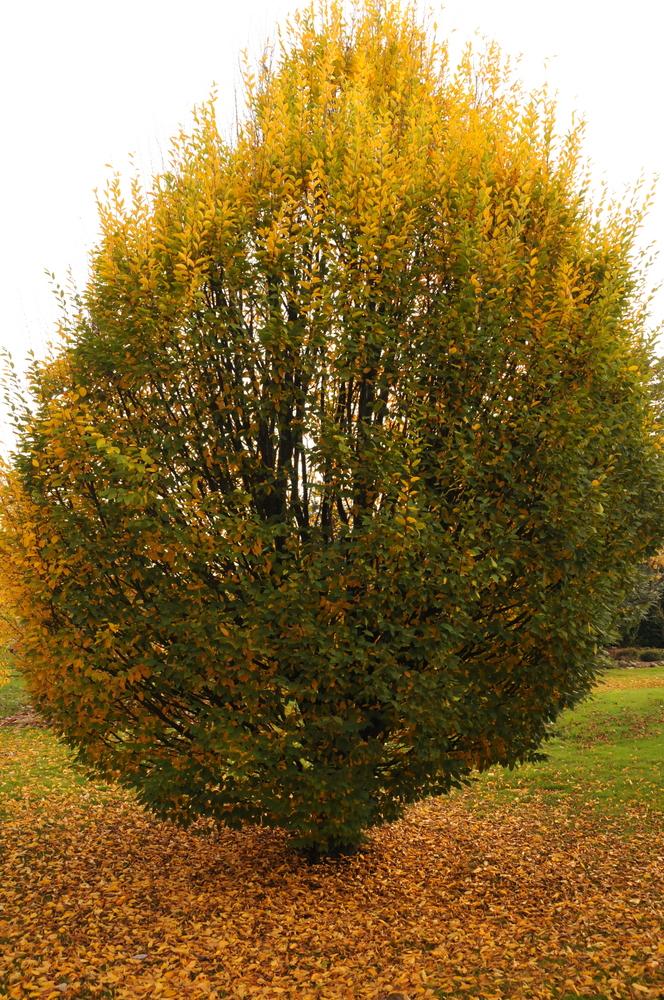 Carpinus Betulus Fastigiata Low Branch - View 7 from www redcrocus com