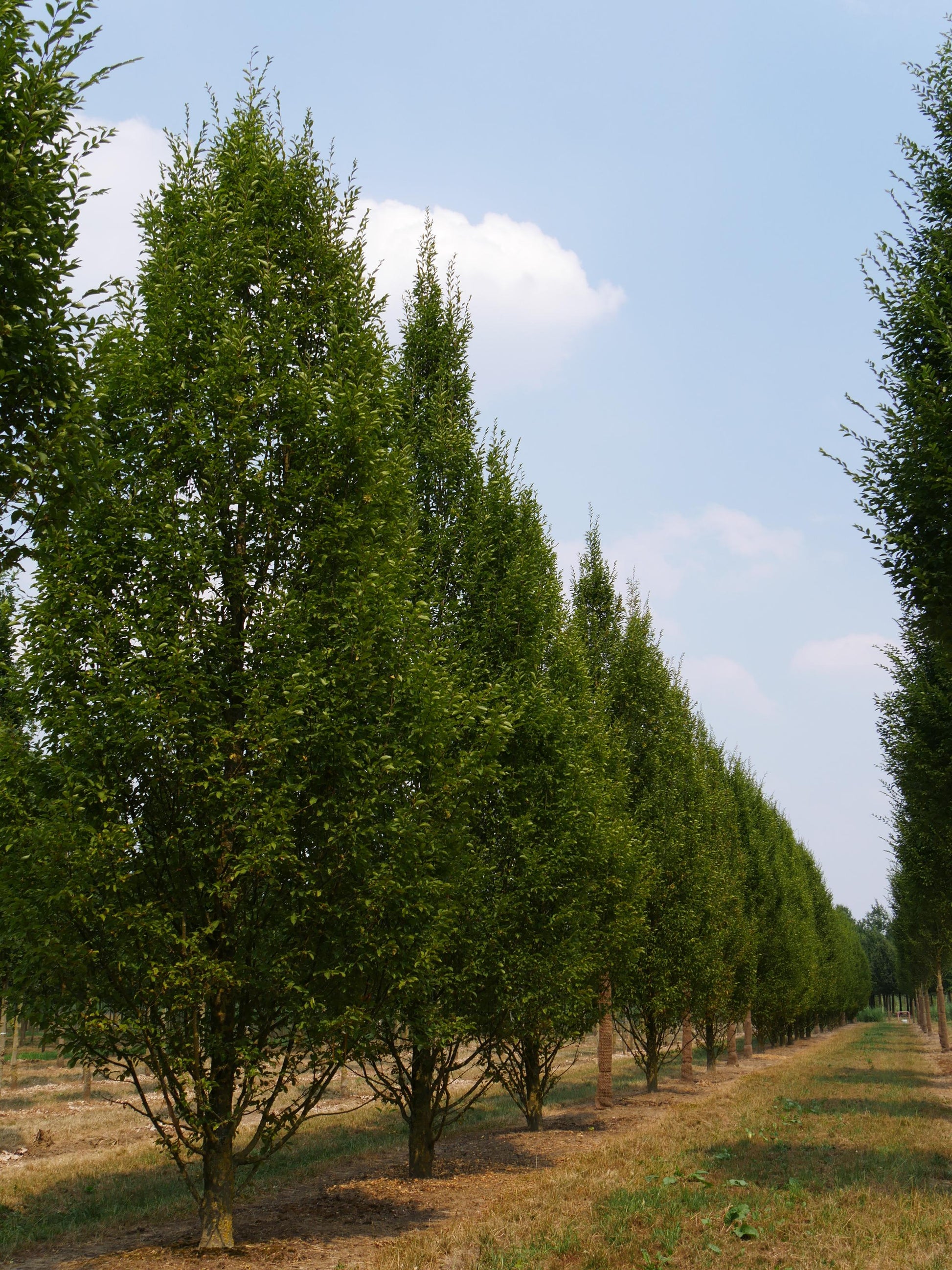 Carpinus Betulus Fastigiata Low Branch - View 8 from www redcrocus com
