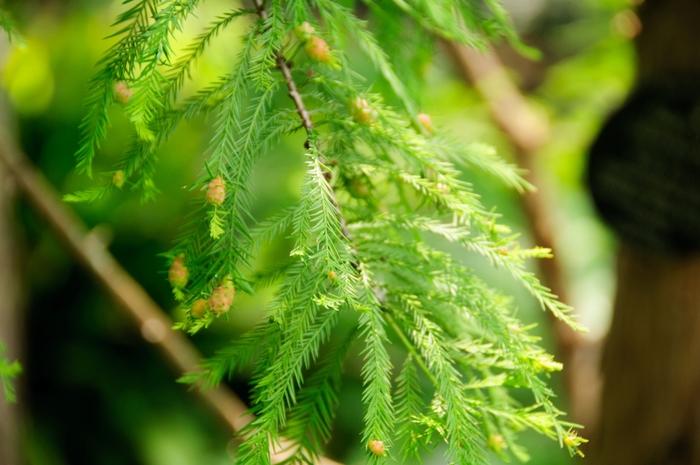 Taxodium Distichum Shawnee Brave - View 10 from www redcrocus com