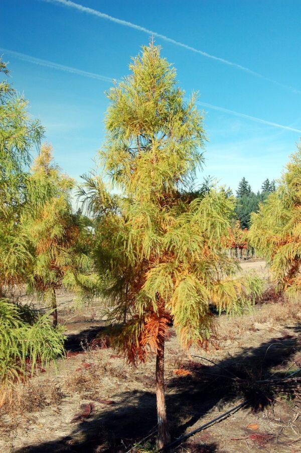 Taxodium Distichum Shawnee Brave - View 11 from www redcrocus com