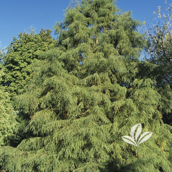 Taxodium Distichum Shawnee Brave - View 13 from www redcrocus com