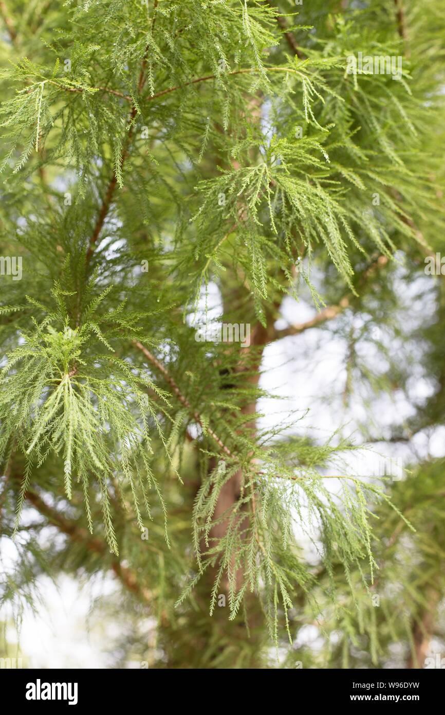 Taxodium Distichum Shawnee Brave - View 16 from www redcrocus com