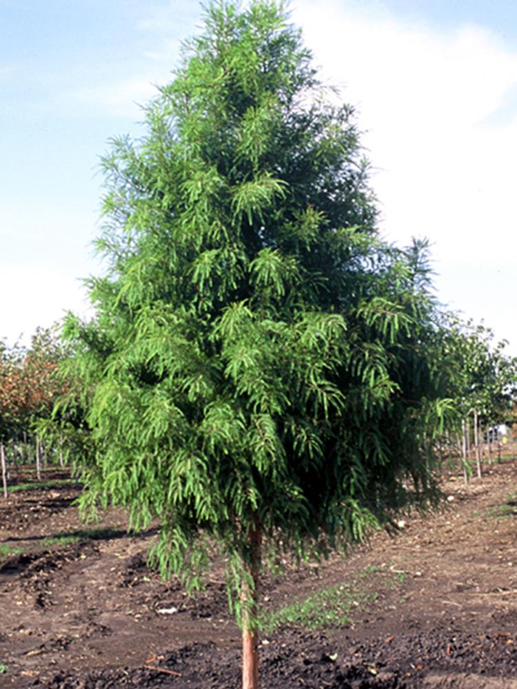 Taxodium Distichum Shawnee Brave - View 17 from www redcrocus com