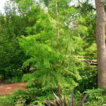 Taxodium Distichum Shawnee Brave - View 19 from www redcrocus com