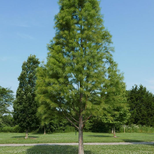 Taxodium Distichum Shawnee Brave - View 1 from www redcrocus com