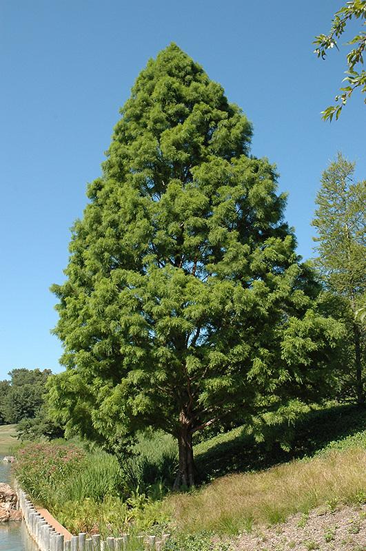 Taxodium Distichum Shawnee Brave - View 2 from www redcrocus com