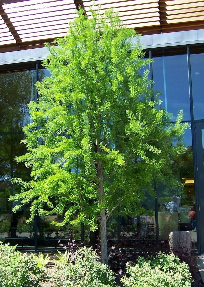Taxodium Distichum Shawnee Brave - View 3 from www redcrocus com
