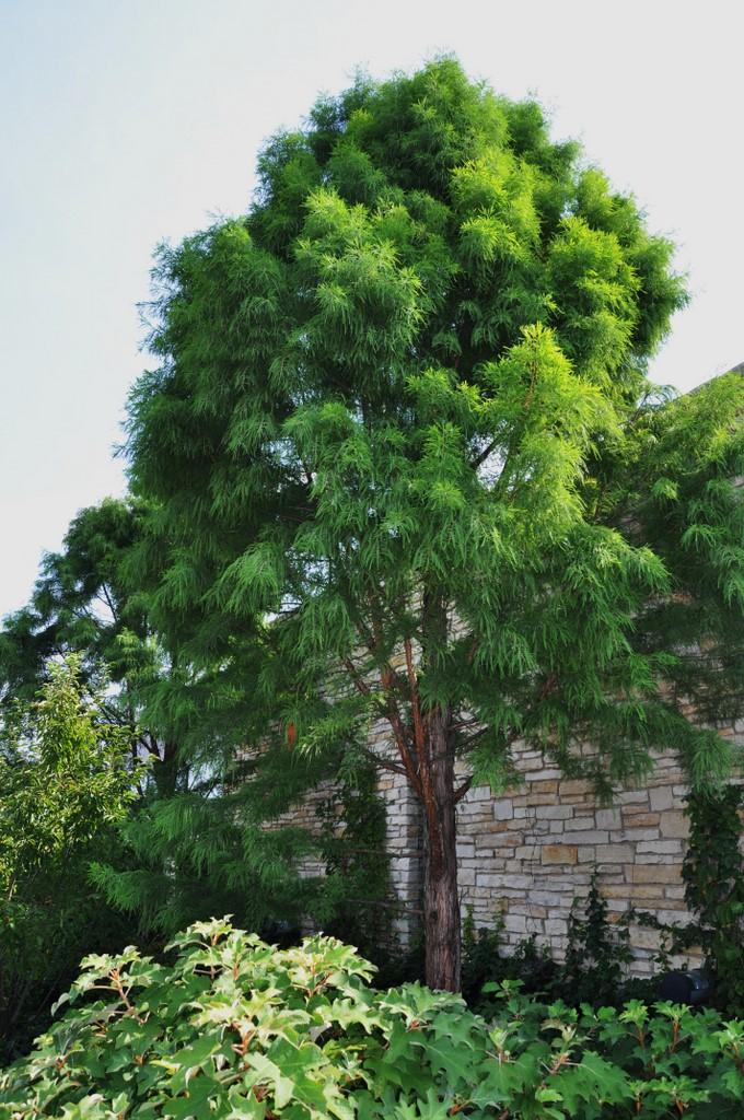 Taxodium Distichum Shawnee Brave - View 4 from www redcrocus com