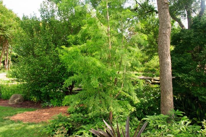Taxodium Distichum Shawnee Brave - View 6 from www redcrocus com