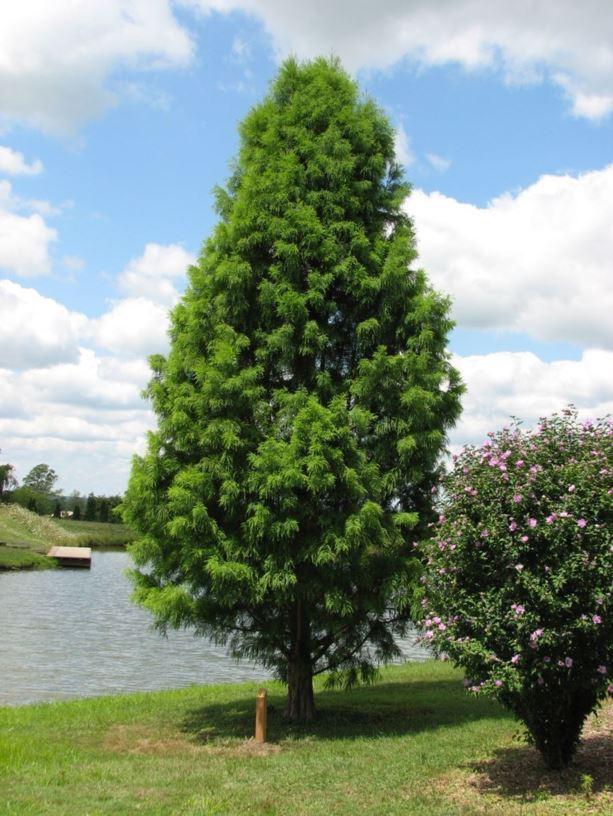 Taxodium Distichum Shawnee Brave - View 9 from www redcrocus com