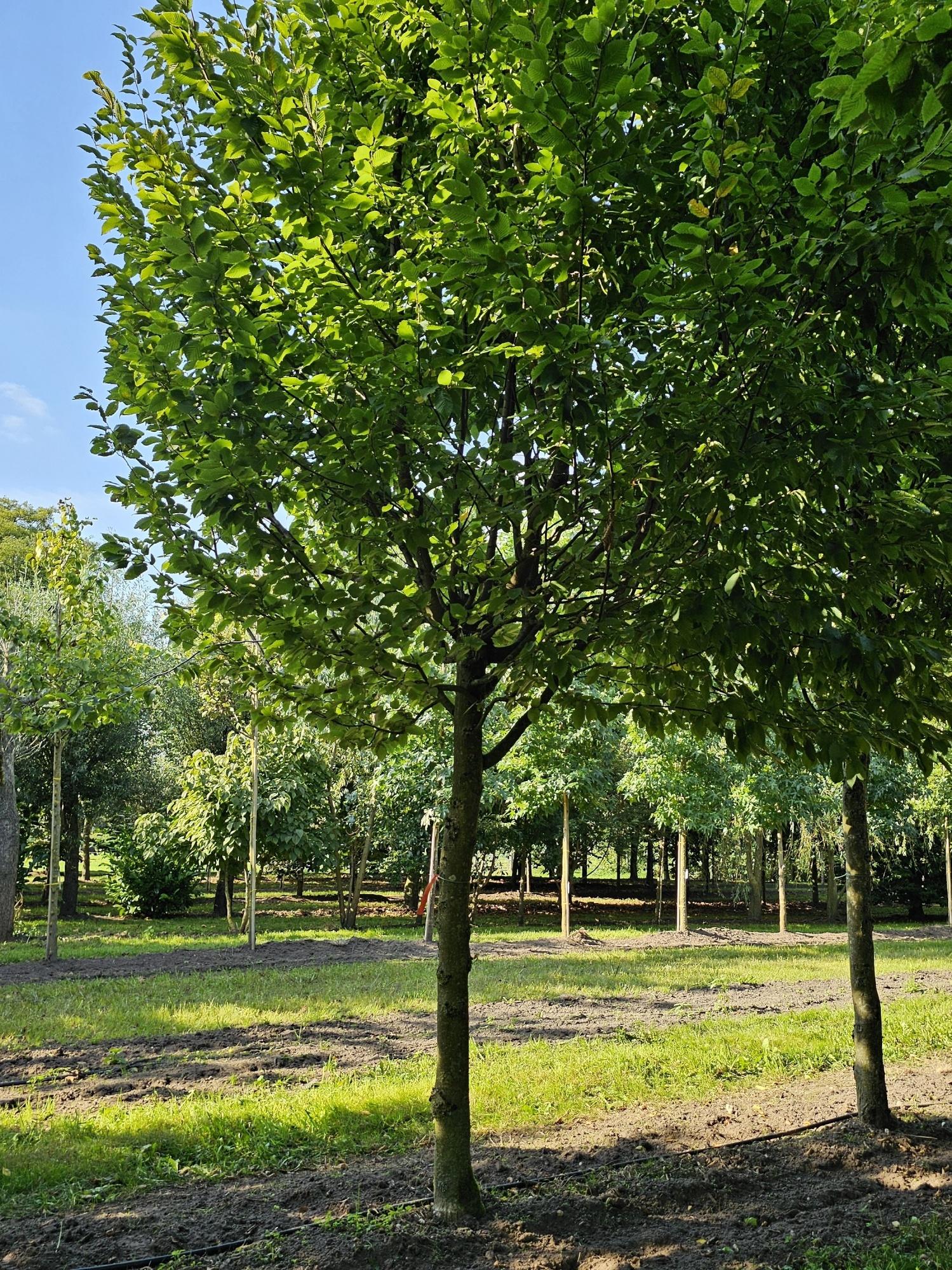 Carpinus Betulus Frans Fontaine Multi Stem - View 14 from www redcrocus com