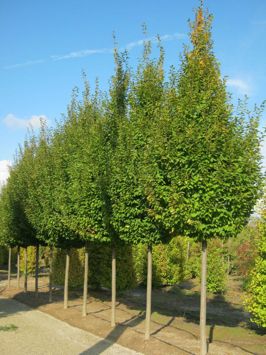 Carpinus Betulus Frans Fontaine Multi Stem - View 1 from www redcrocus com