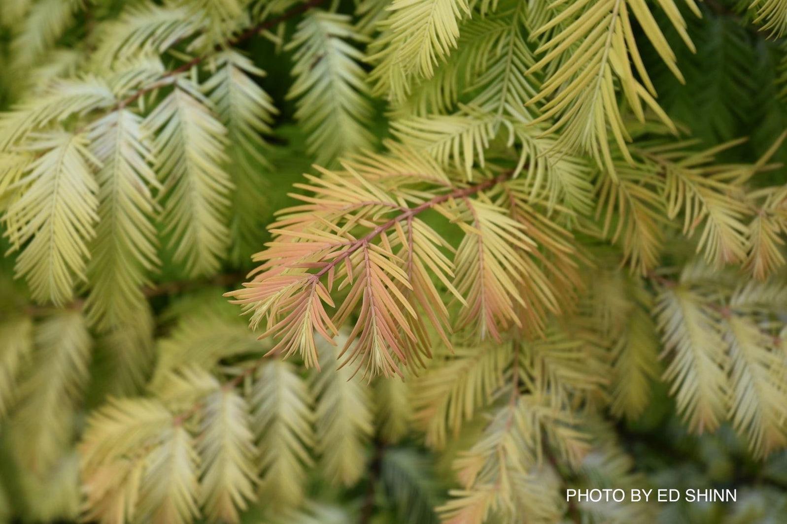 Metasequoia Glyptostroboides Soul Fire Single Stem - View 14 from www redcrocus com