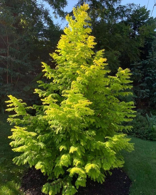 Metasequoia Glyptostroboides Soul Fire Single Stem - View 1 from www redcrocus com
