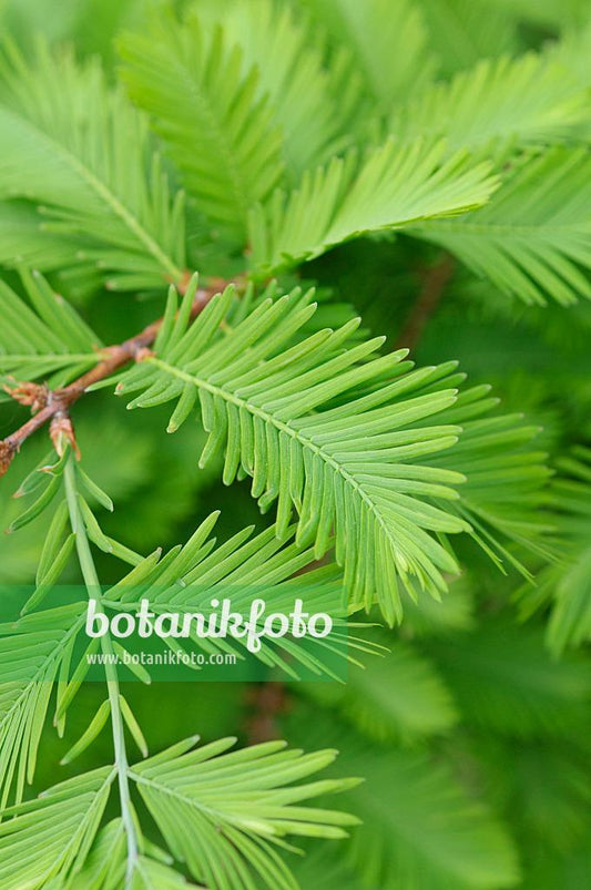 Metasequoia Glyptostroboides Single Stem - View 11 from www redcrocus com