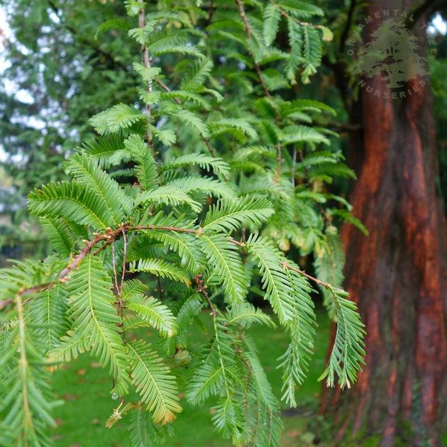Metasequoia Glyptostroboides Single Stem - View 16 from www redcrocus com