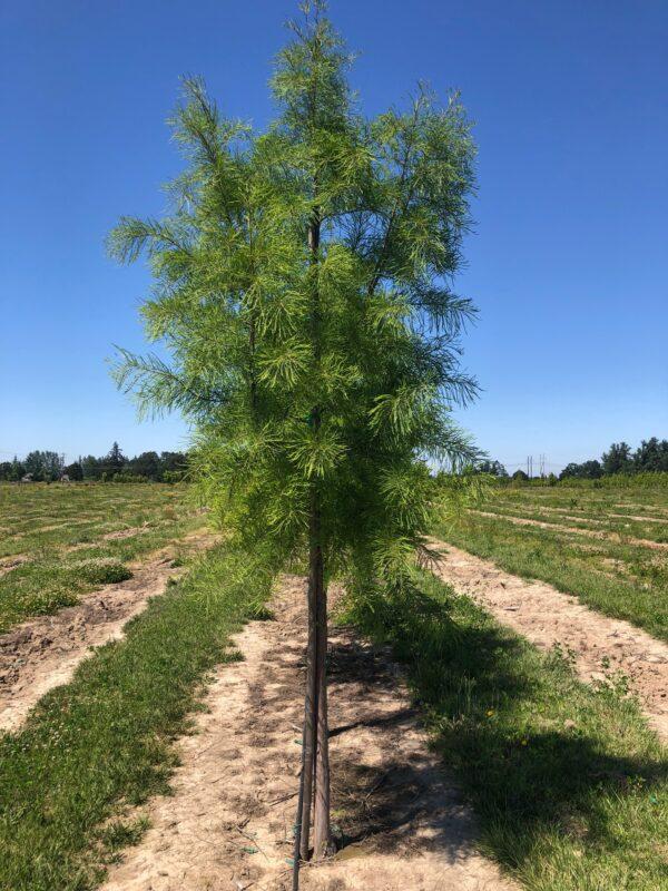 Taxodium Distichum Shawnee Brave - View 13 from www redcrocus com