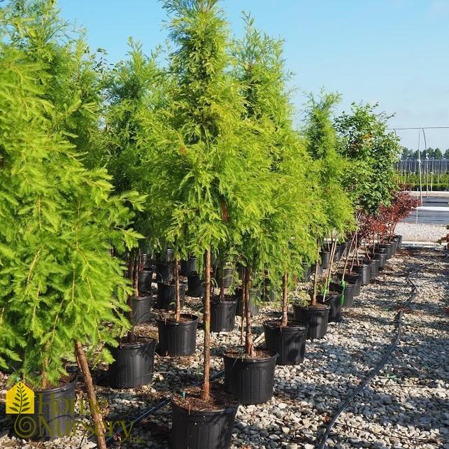 Taxodium Distichum Shawnee Brave - View 14 from www redcrocus com