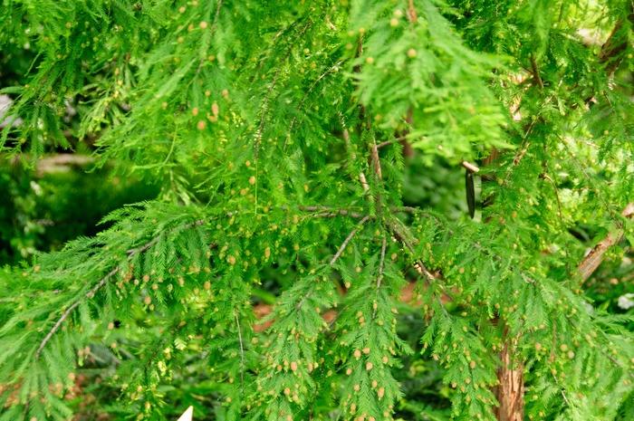 Taxodium Distichum Shawnee Brave - View 15 from www redcrocus com