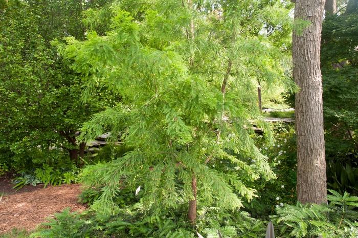 Taxodium Distichum Shawnee Brave - View 18 from www redcrocus com