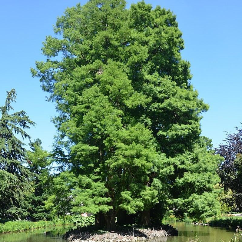 Taxodium Distichum Shawnee Brave - View 20 from www redcrocus com
