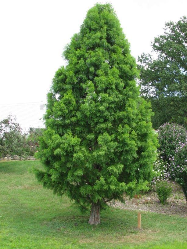 Taxodium Distichum Shawnee Brave - View 5 from www redcrocus com