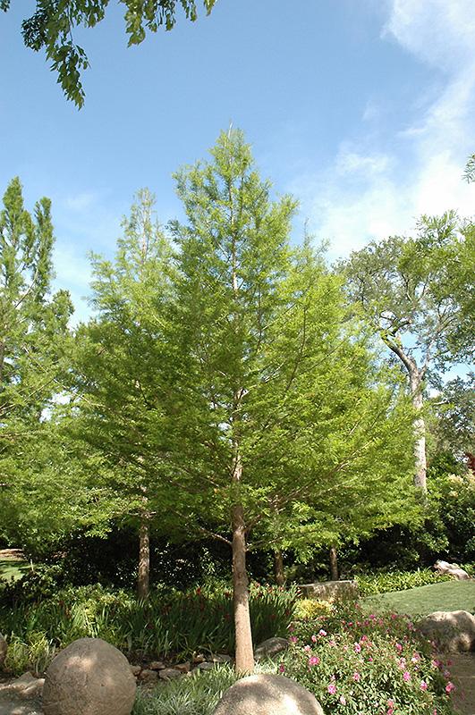 Taxodium Distichum Shawnee Brave - View 7 from www redcrocus com