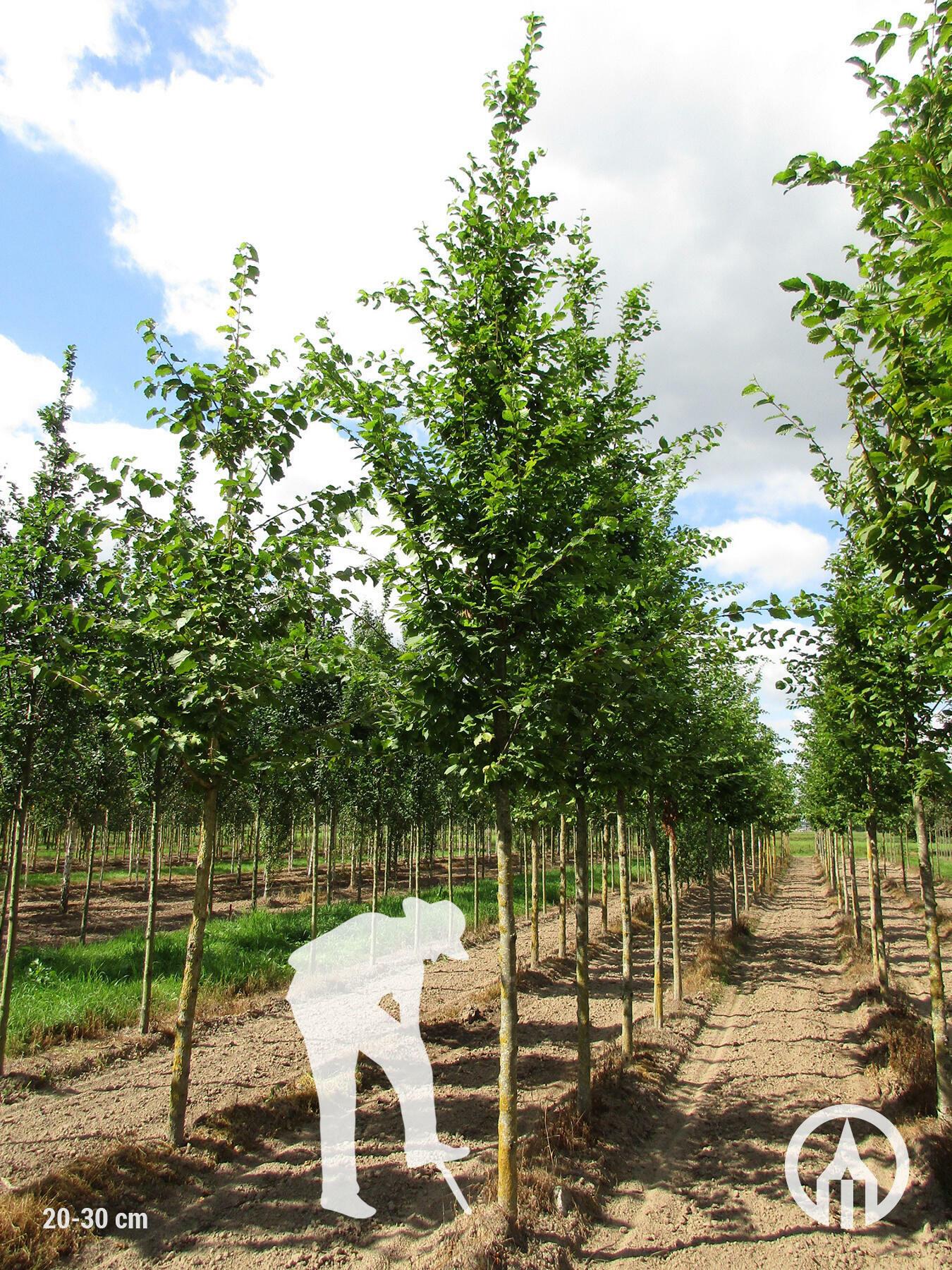 Carpinus Betulus Frans Fontaine Low Branch - View 10 from www redcrocus com