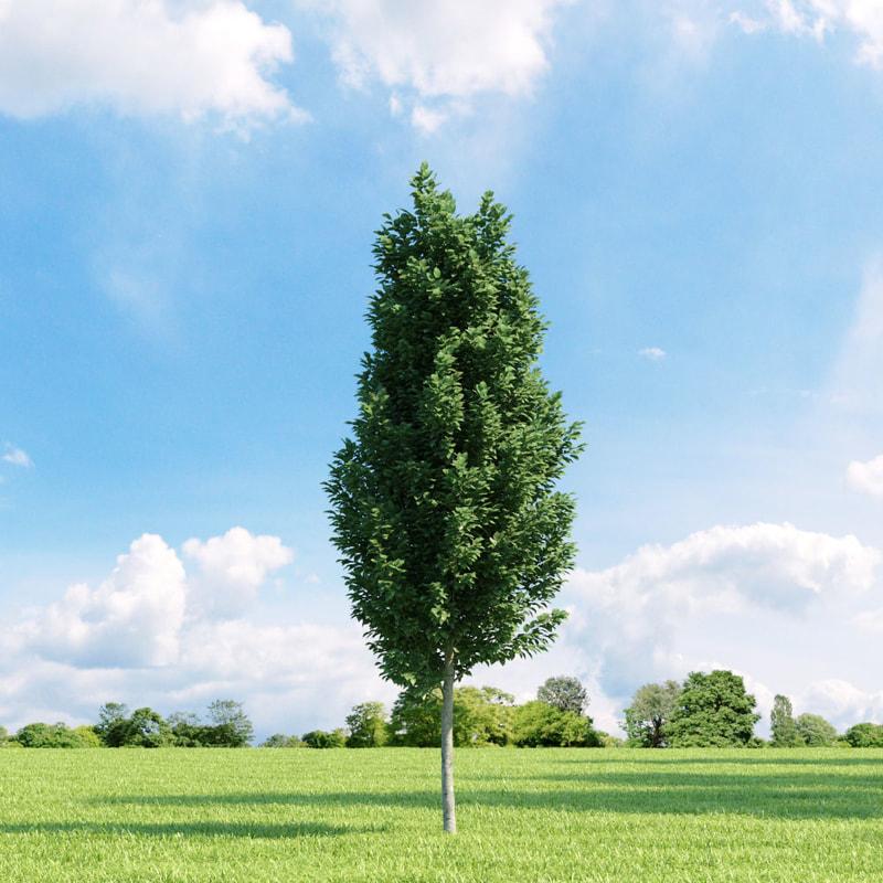 Carpinus Betulus Frans Fontaine Low Branch - View 14 from www redcrocus com