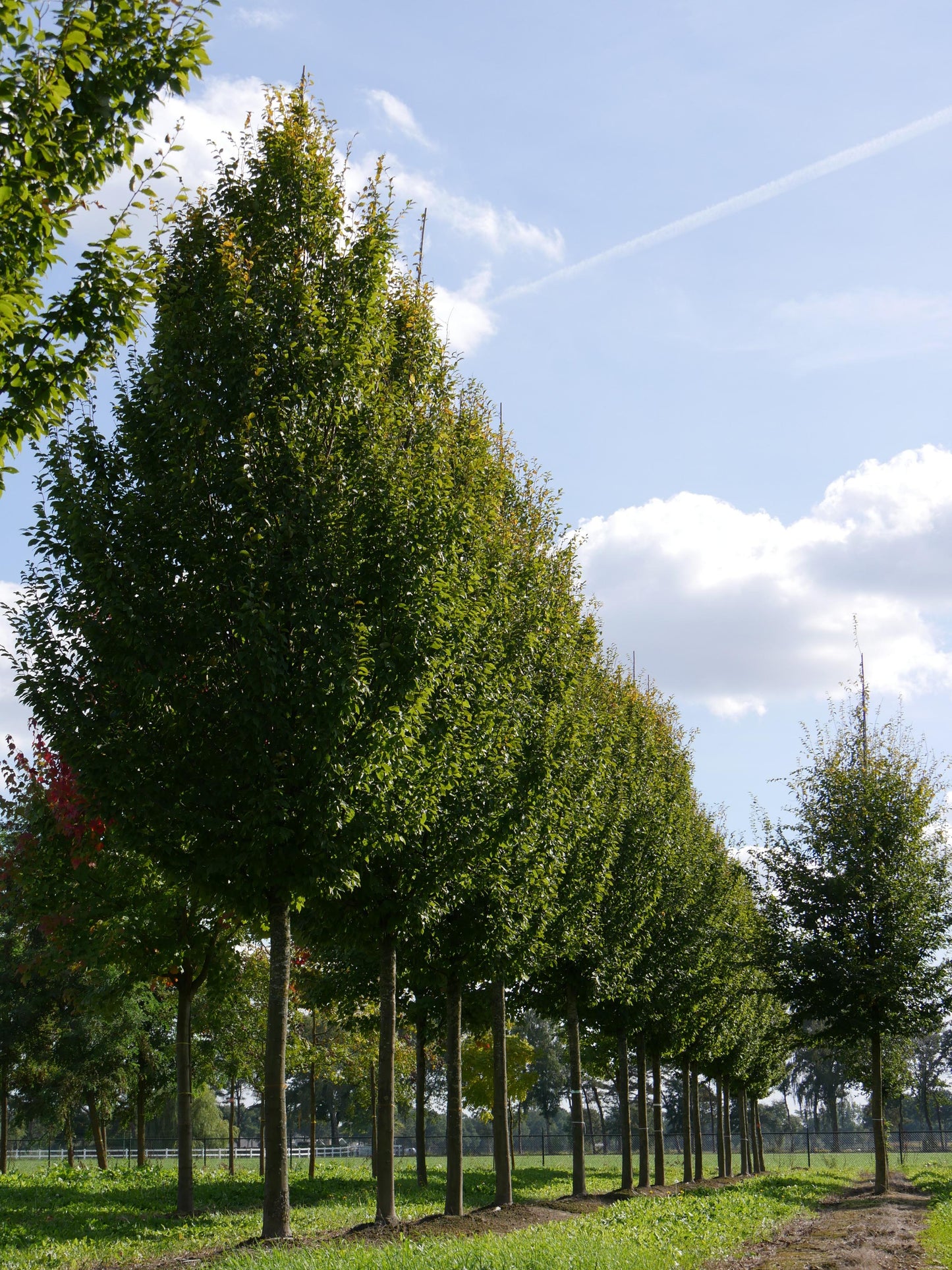 Carpinus Betulus Frans Fontaine Low Branch - View 4 from www redcrocus com