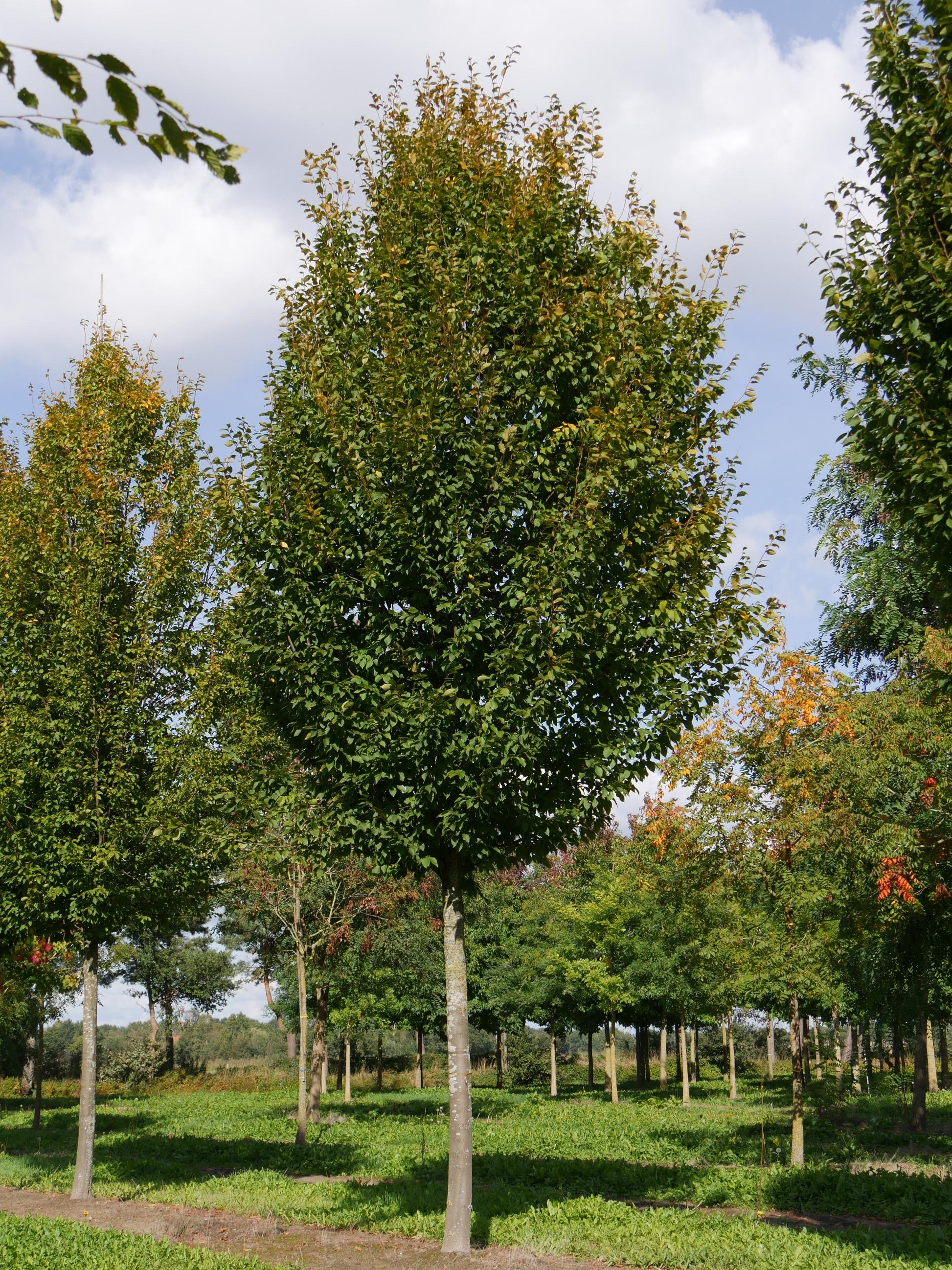 Carpinus Betulus Frans Fontaine Low Branch - View 5 from www redcrocus com