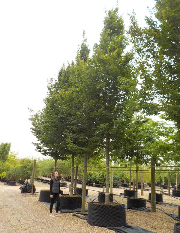 Carpinus Betulus Frans Fontaine Low Branch - View 7 from www redcrocus com