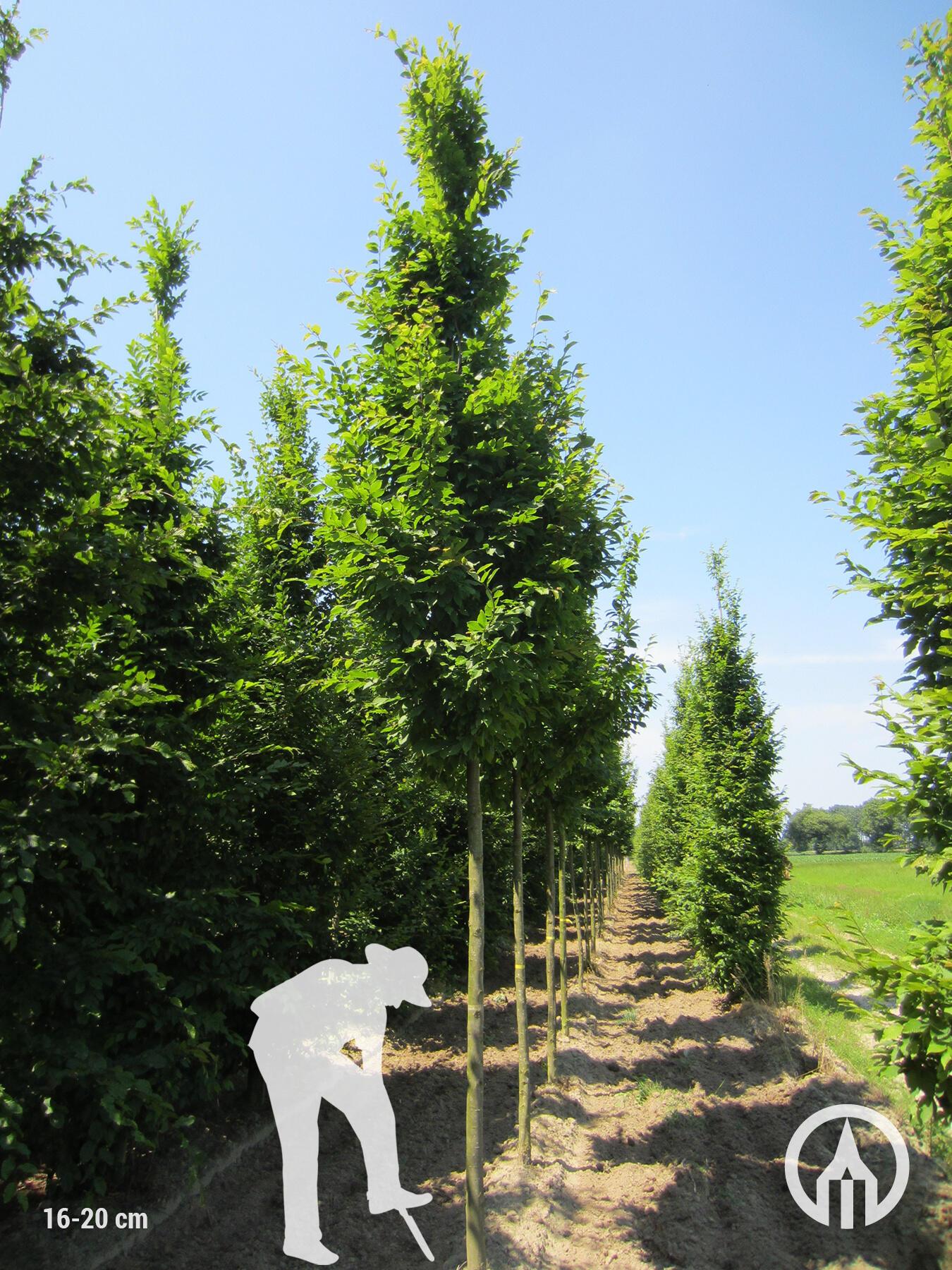 Carpinus Betulus Frans Fontaine Low Branch - View 9 from www redcrocus com