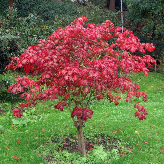 Acer Japonicum Aconitifolium - View 1 from www redcrocus com
