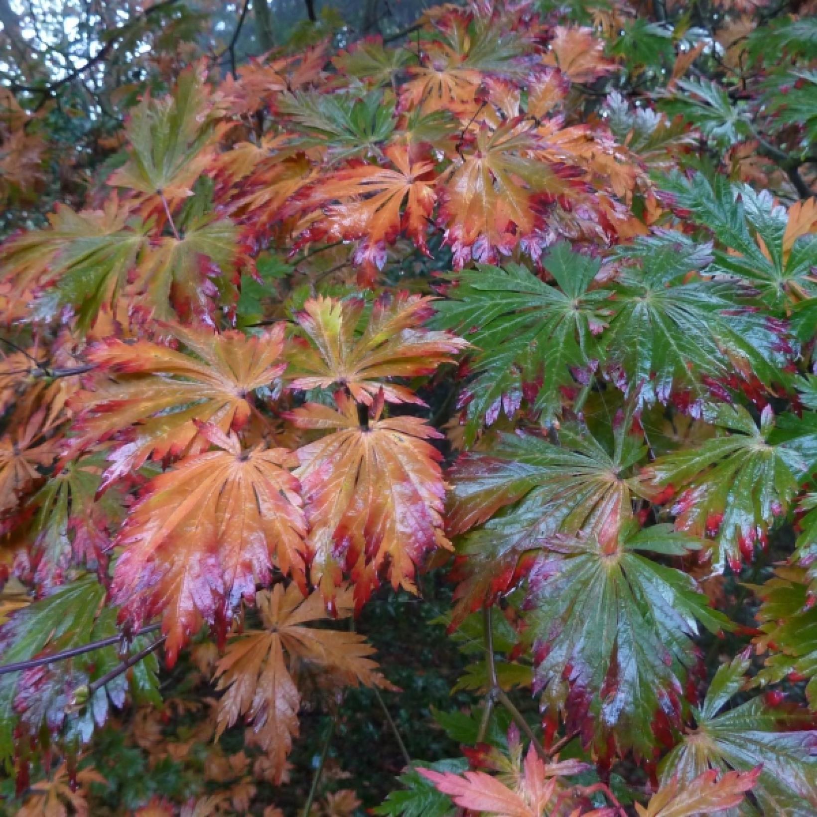 Acer Japonicum Aconitifolium - View 20 from www redcrocus com