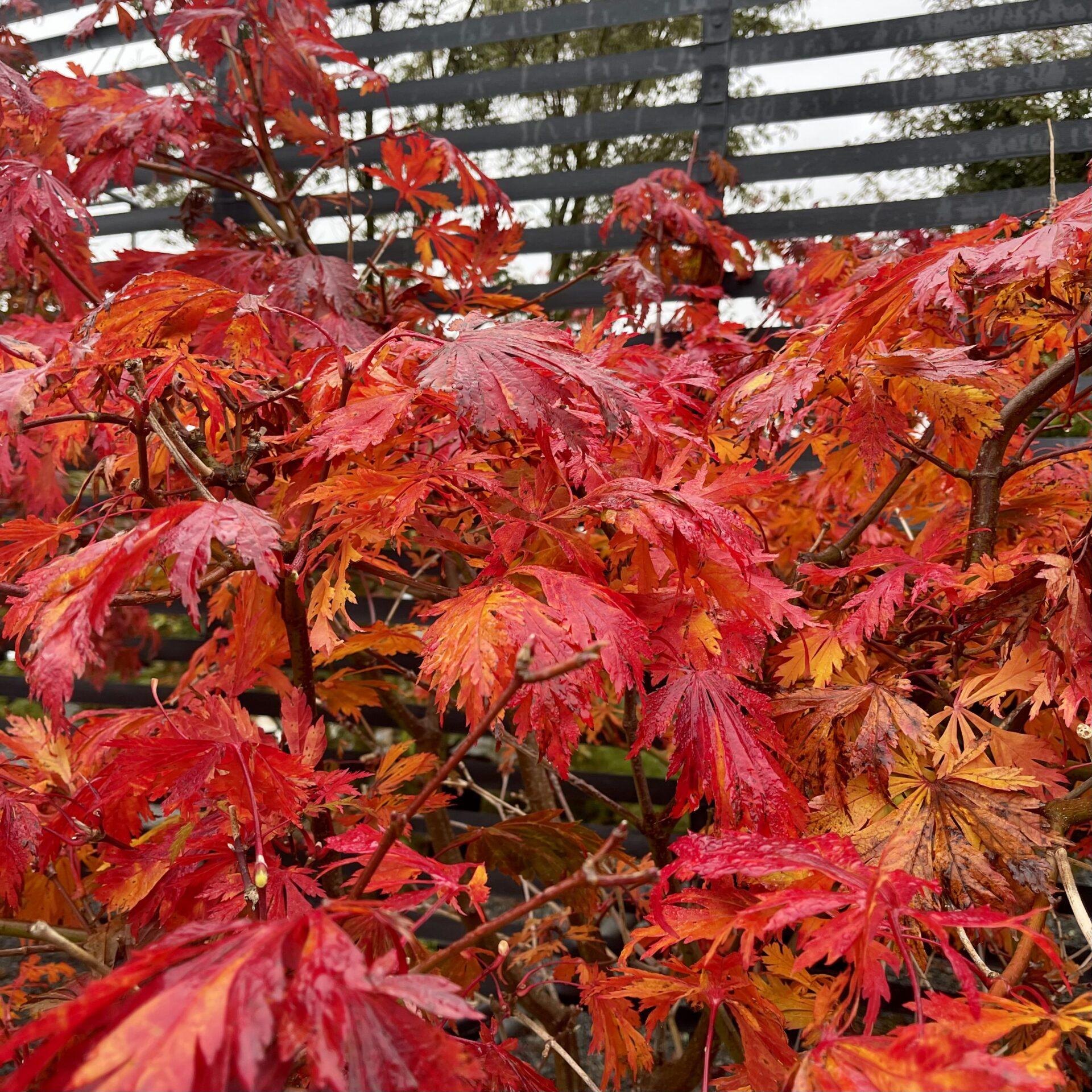 Acer Japonicum Aconitifolium - View 9 from www redcrocus com
