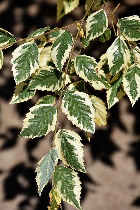 Betula Nigra Shiloh Splash Single Stem - View 10 from www redcrocus com