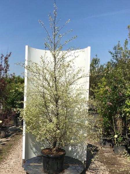 Betula Nigra Shiloh Splash Single Stem - View 11 from www redcrocus com