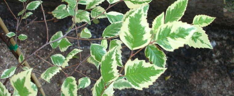 Betula Nigra Shiloh Splash Single Stem - View 12 from www redcrocus com