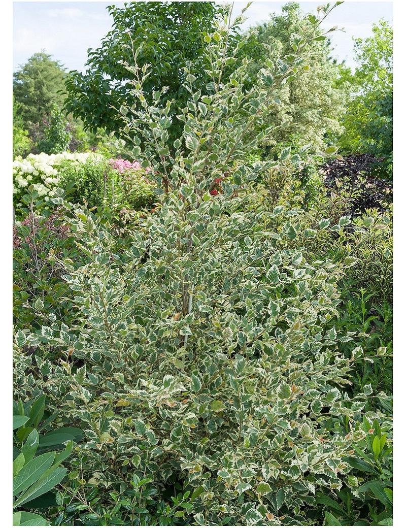 Betula Nigra Shiloh Splash Single Stem - View 13 from www redcrocus com