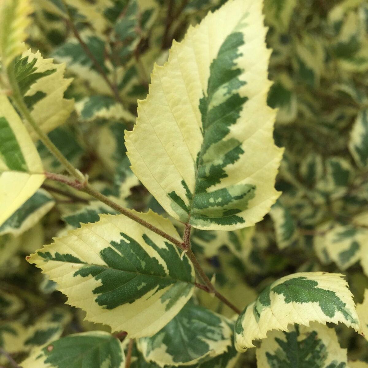 Betula Nigra Shiloh Splash Single Stem - View 14 from www redcrocus com