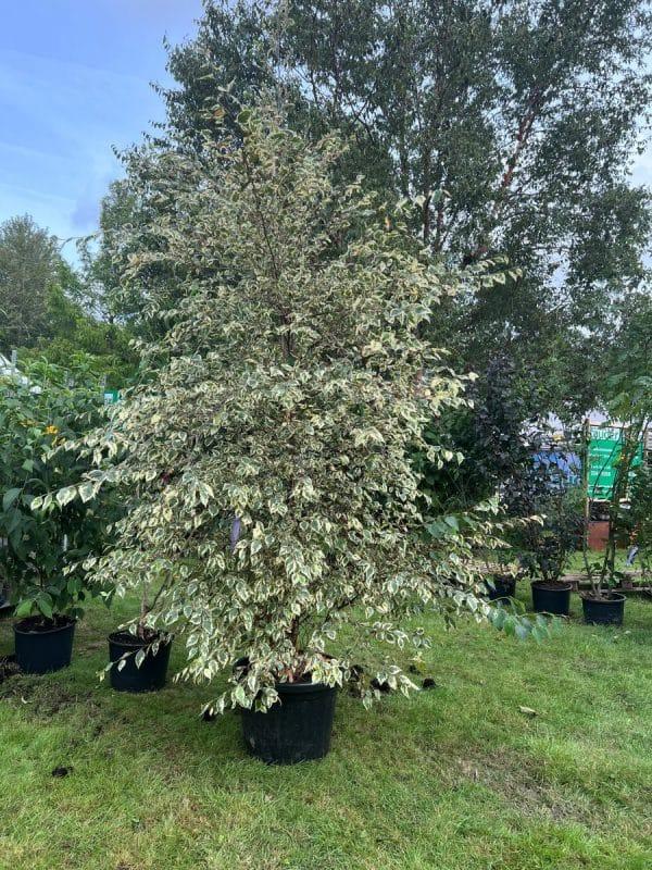 Betula Nigra Shiloh Splash Single Stem - View 15 from www redcrocus com