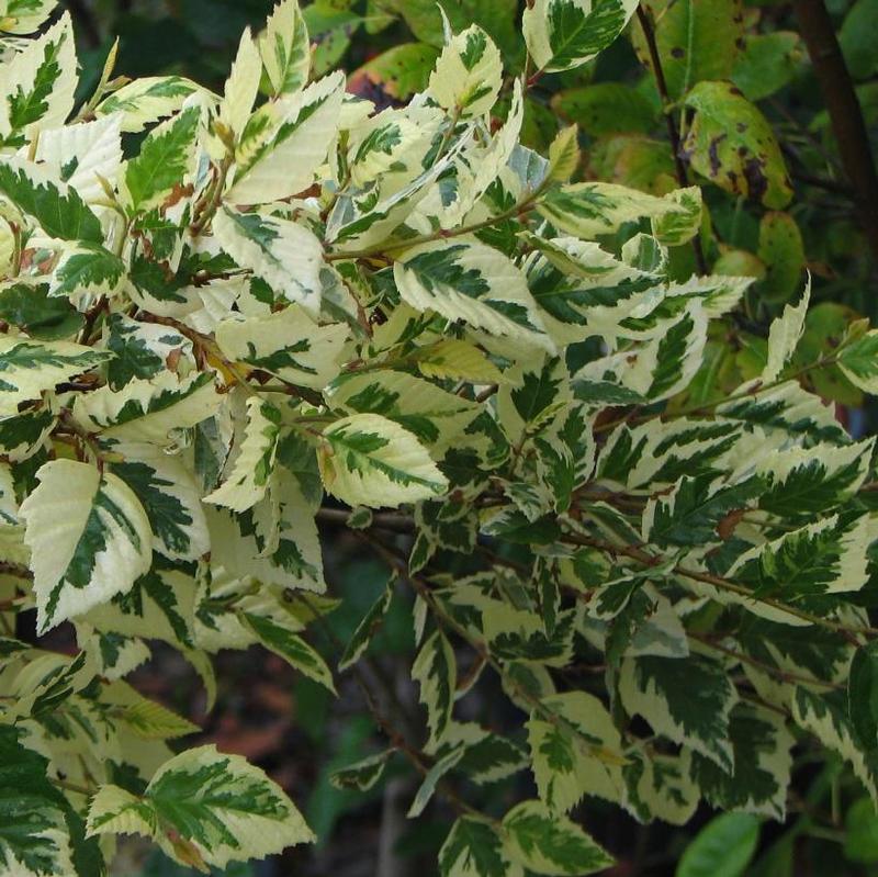 Betula Nigra Shiloh Splash Single Stem - View 16 from www redcrocus com