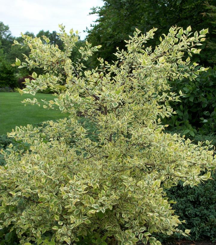 Betula Nigra Shiloh Splash Single Stem - View 1 from www redcrocus com
