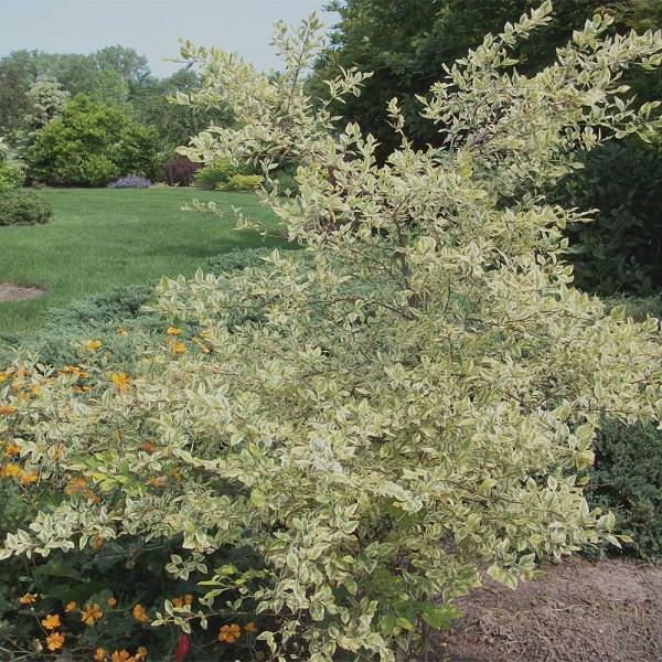Betula Nigra Shiloh Splash Single Stem - View 2 from www redcrocus com