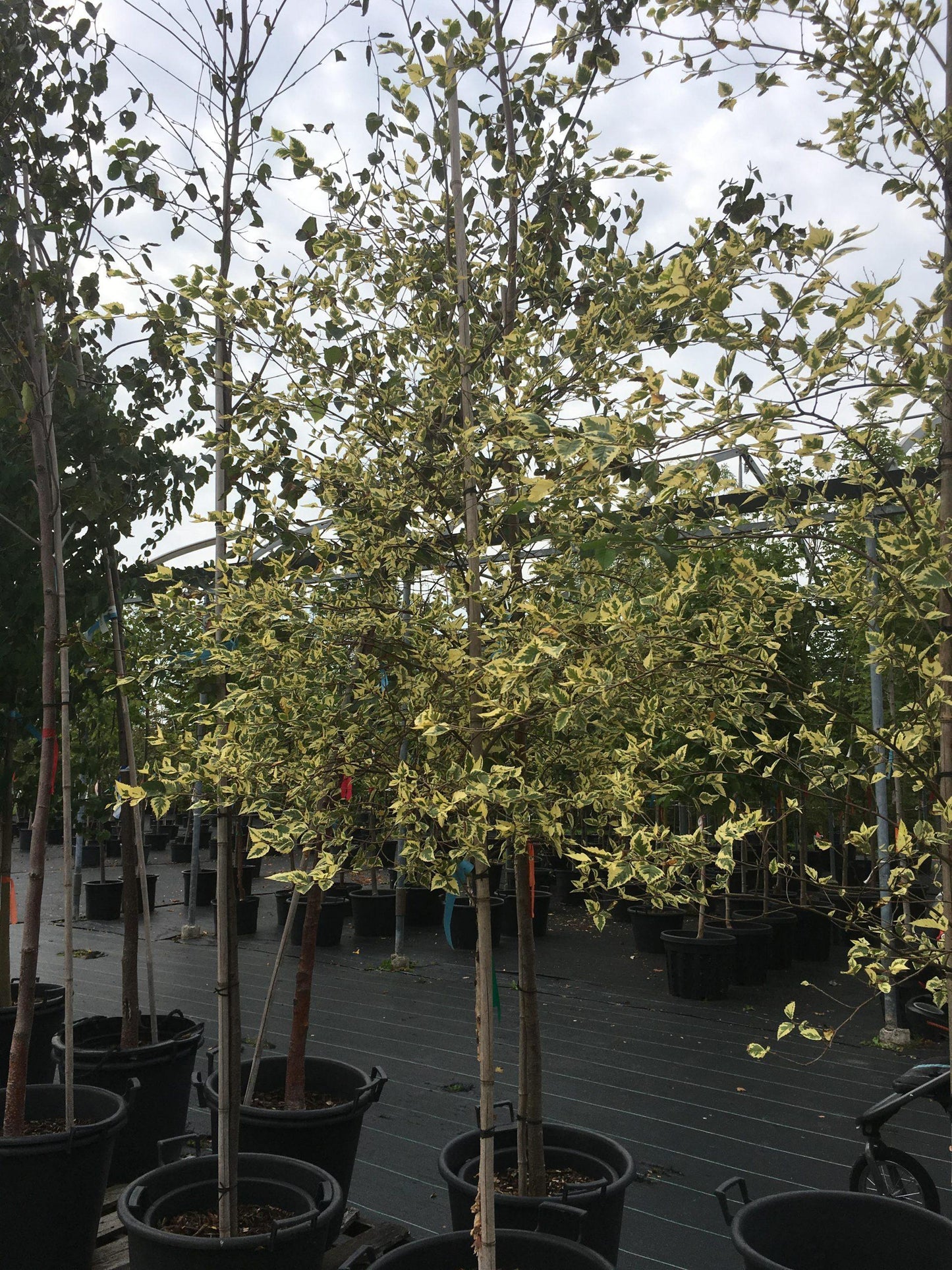 Betula Nigra Shiloh Splash Single Stem - View 3 from www redcrocus com